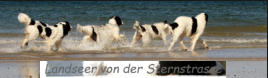 Landseer von der Sternstrasse